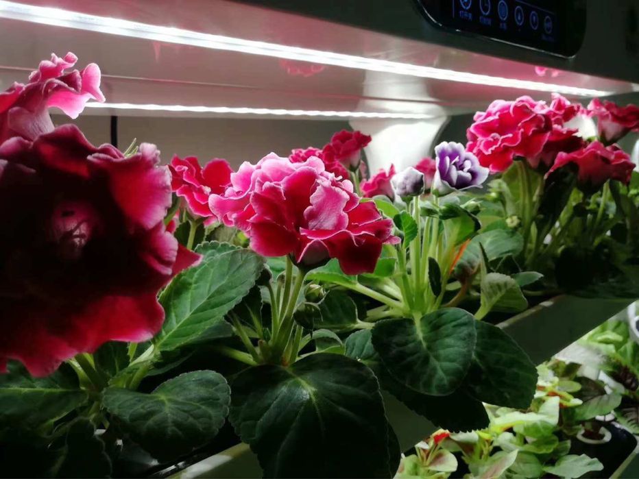 Гидропоника.  Это уникальное автономное гидропонное оборудование