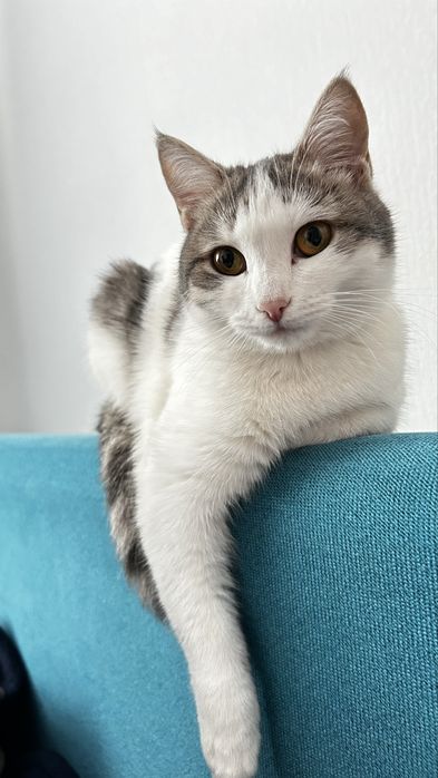 Отдам кошку в добрые руки