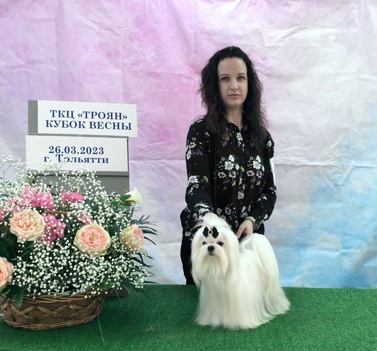 Предлагаю для вязки мальчика мальтезе.