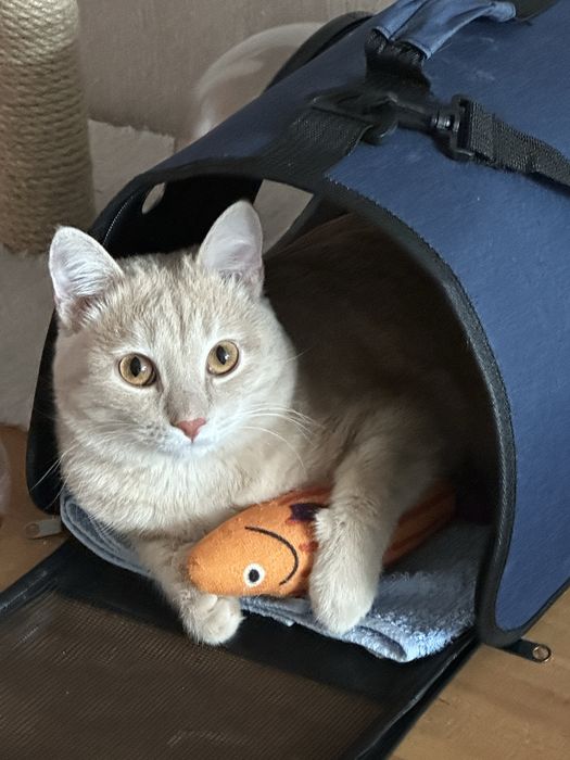 Отдам в хорошие руки кота