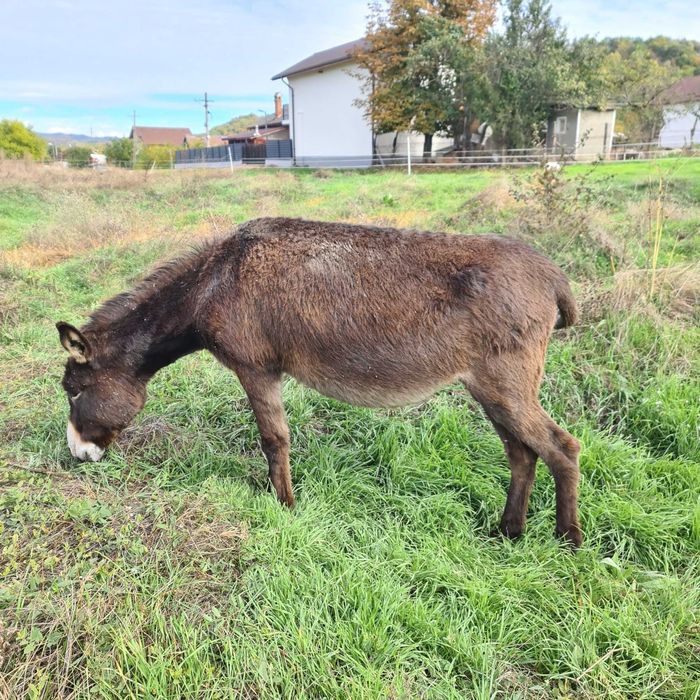 Vand magarite si magari