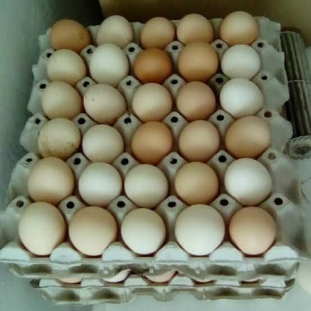 Oua proaspete- gaini tinute la curte