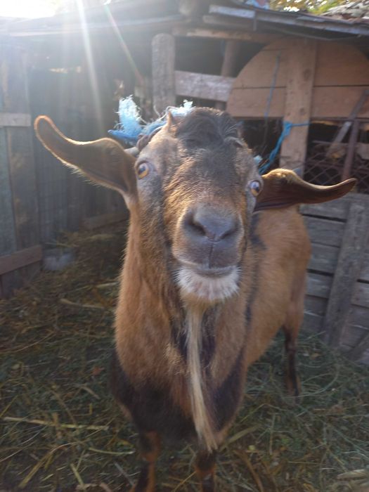 Tap alpin francez 2 ani Ialomita