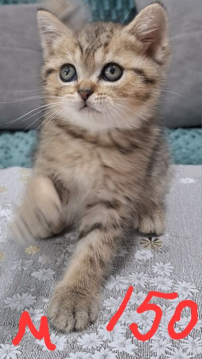 Котята шиншилла серебро и золото