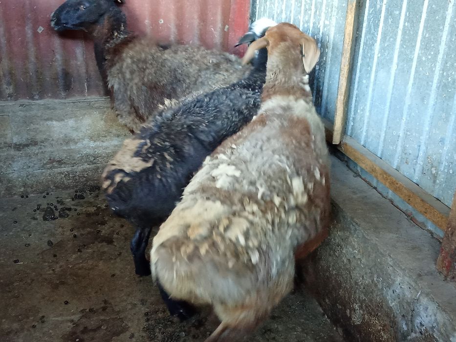Продам бараны большие жырные
