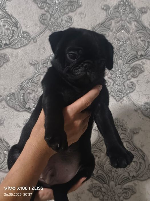 Очаровательные щенки мопса.