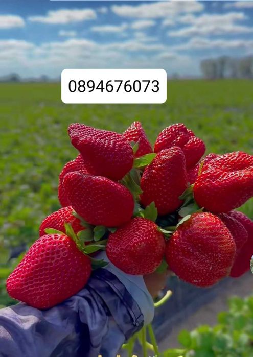 Продавам разсат ягоди.