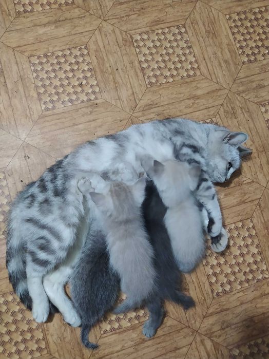 Котята в подарок