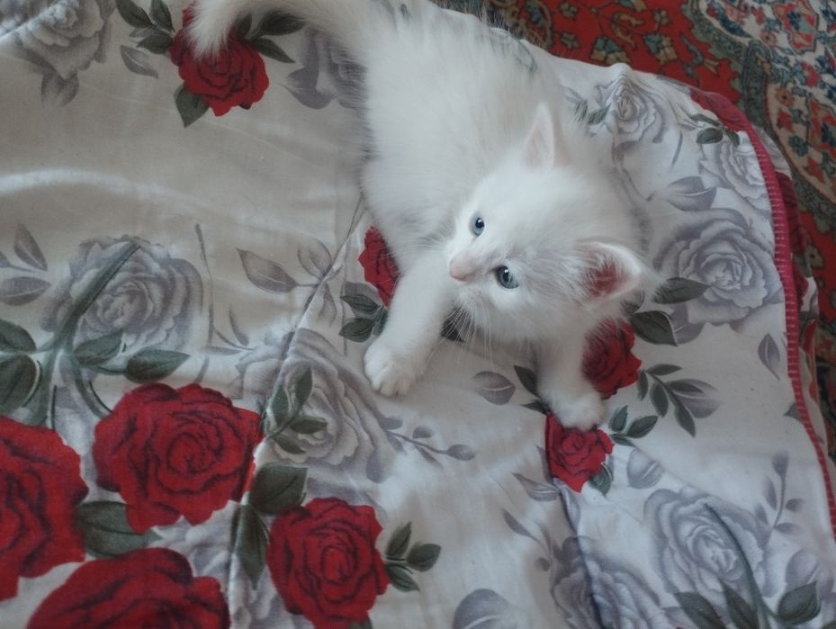 Uy mushugi beriladi