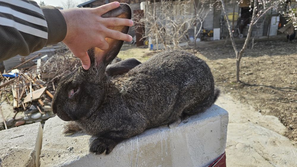 Фландр эркак куён