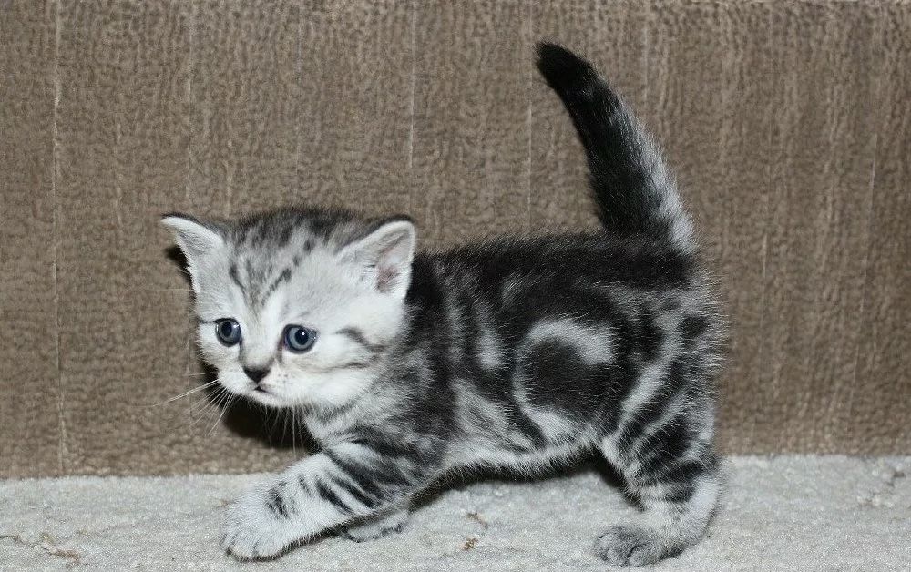 Шотландские прямоухие котята