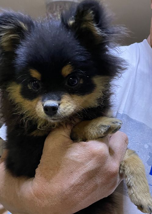 Немецкий шпиц, щенок