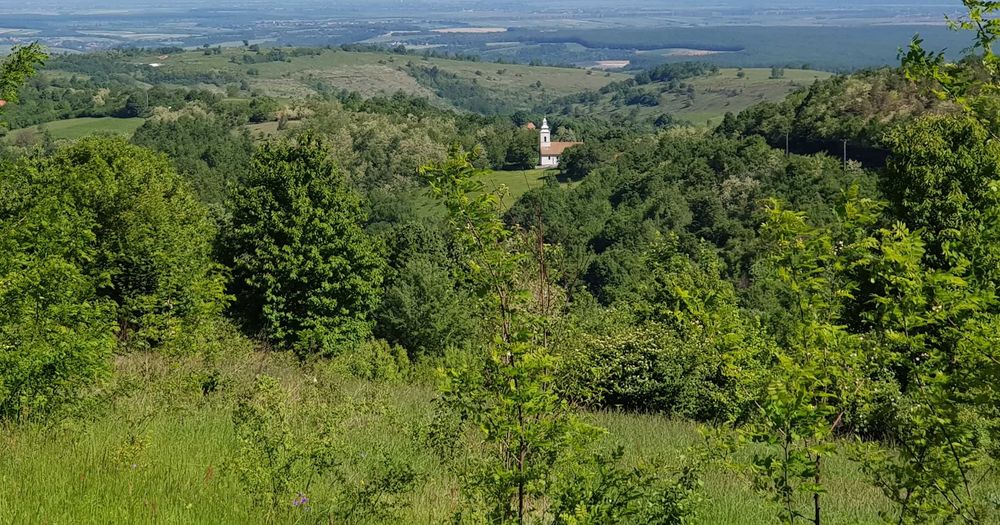 Miere albine BIO salcâm - tei - mur