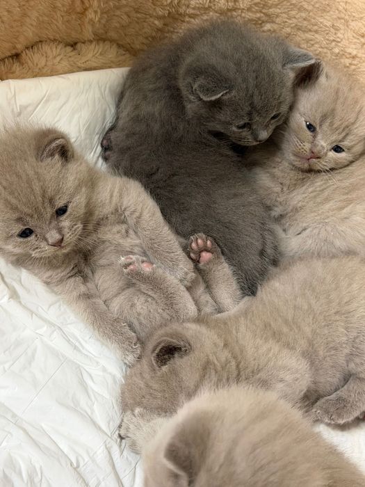 британские котята