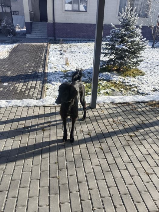 Тазы, 9 месяцев , все прививки