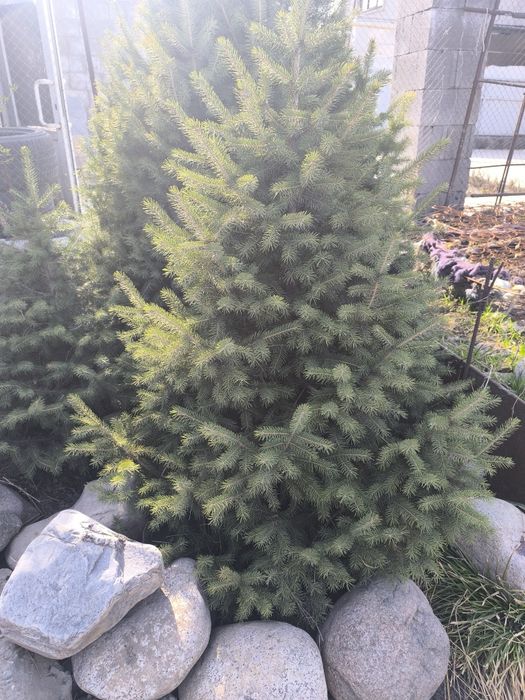 Зелёная пушистая елка