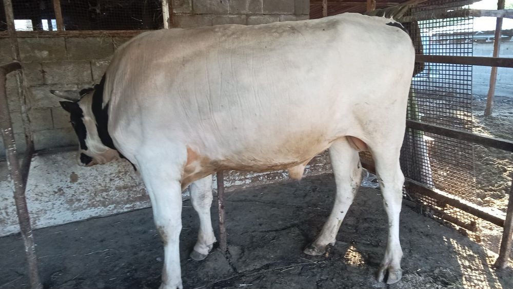 Продам бычка срочно