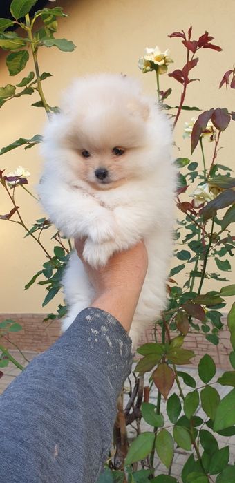 Померан померанче