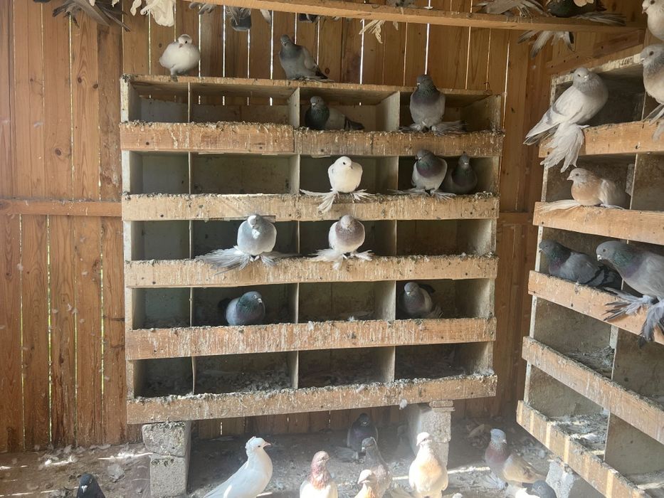 Продам домашних голубей