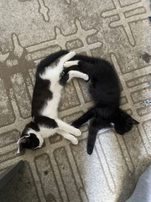 Отдаем даром в добрые руки кошка и котятя