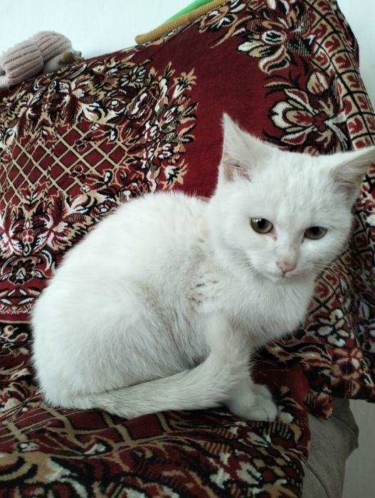 Отдам в добрые руки