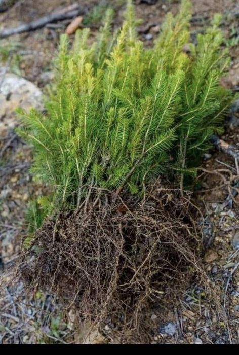 Puieți de Brad si Molid