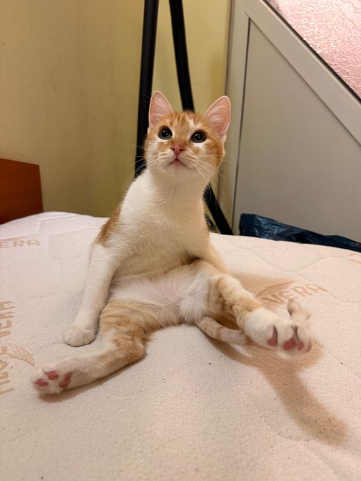 Подарява се коте