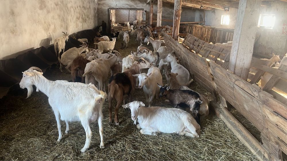 Capre Saanen, iezi, de vanzare