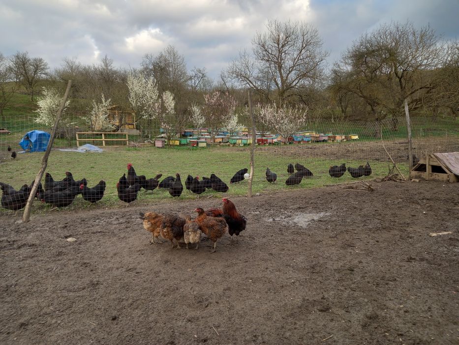 Oua verzi, araucana pentru incubat