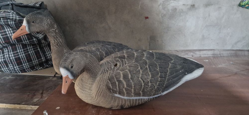 Продам подсадных гусей