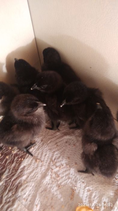 Ухайлун жўжалари 2 кунлик