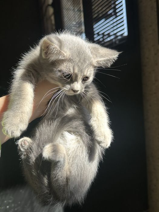 Скоттиш страйт котята