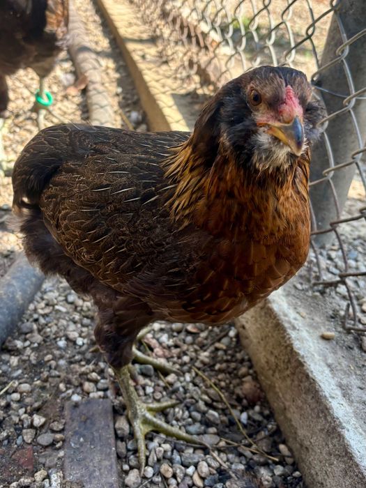 Cocosi Araucana rasa pura eclozati mai 2026.