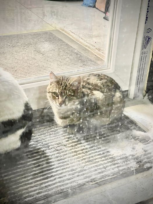 Ищем кошечкам дом