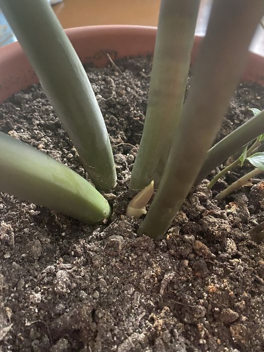 Комнатный цветок