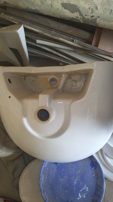 Раковина тюльпан