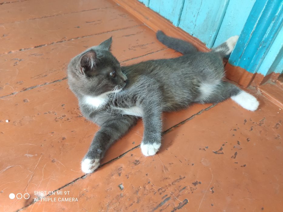 Отдам котят в добрые руки