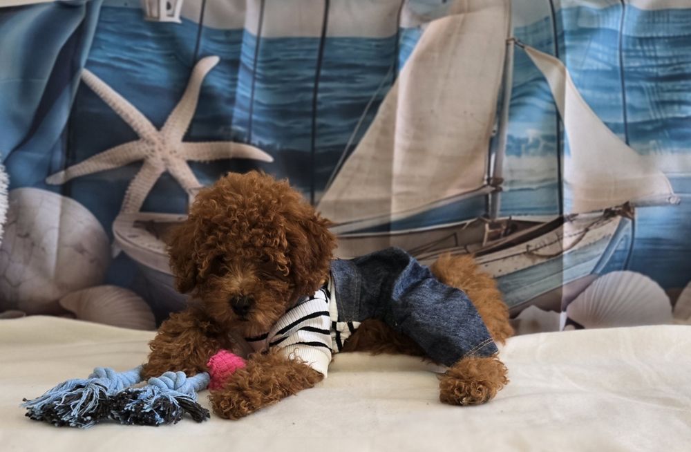 Пудел той  Poodle toy с родословие