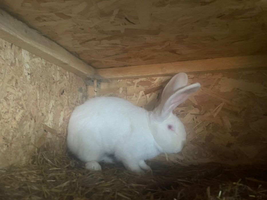 Iepuri diferite rase