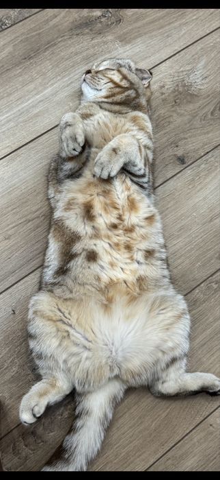 Вислоухая шотландская кошка