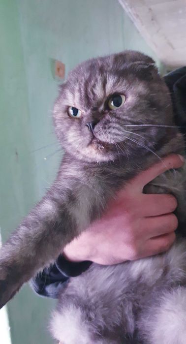 Zotdor mushuk narxi kelishiladi