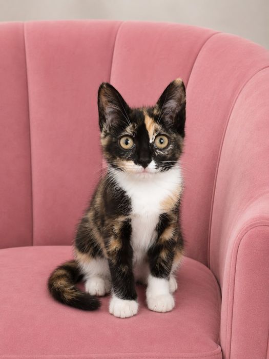 Прекрасная девочка котенок Мия