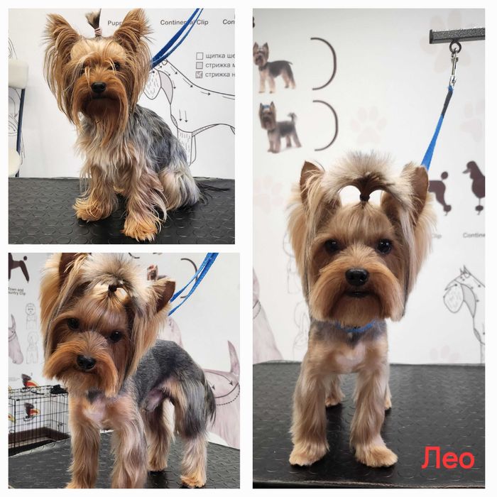 Грумер, стрижка собак