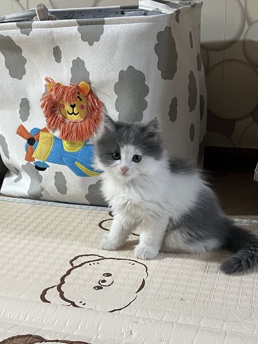 Норвежские лесные котята