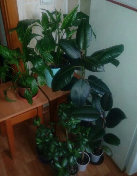 Комнатные растения