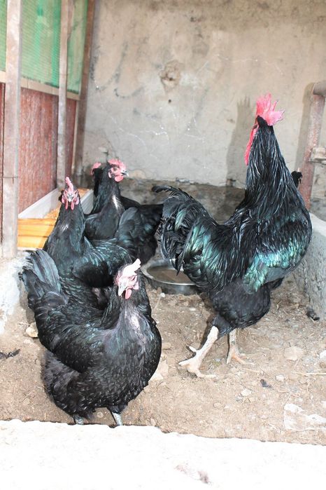 Gigant Qora Shaxzoda tuxumi