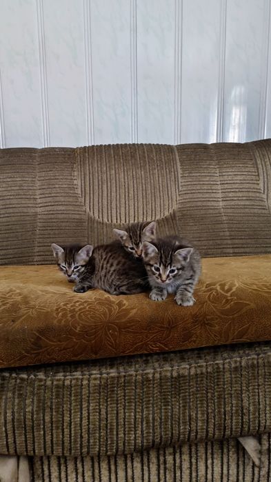 Отдам даром красных котят