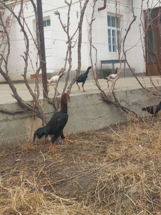 shamo.Kares.ganoy.kulangi,dakan.xo'roz.xuro'z