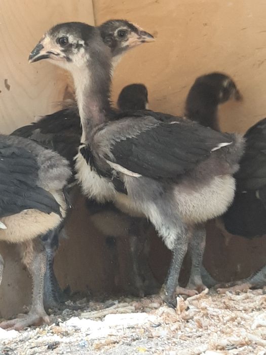 Гигант Кора шахзода тухум ва жужаларига заказ оламиз