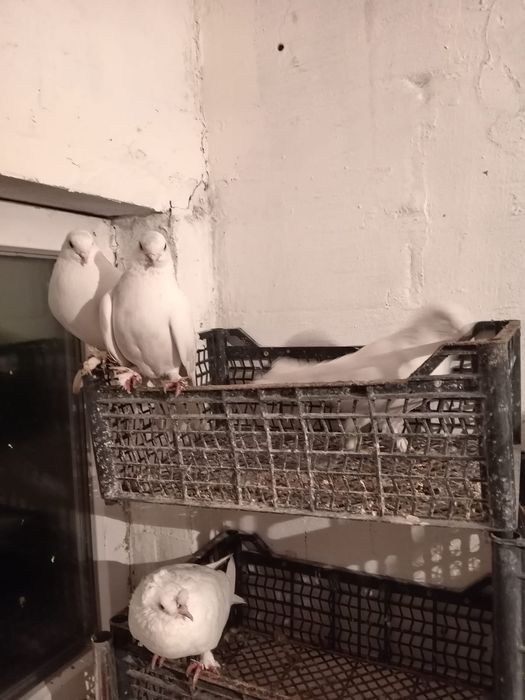 Голуби Продаются